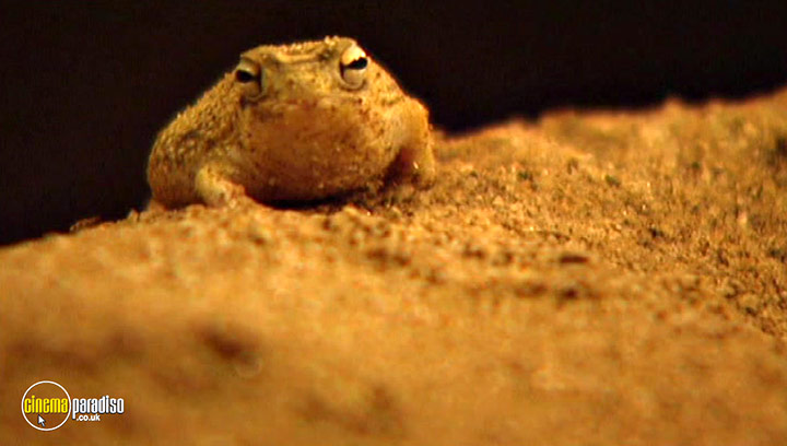 A still #14 from Animal Nation: Frogs (2007)