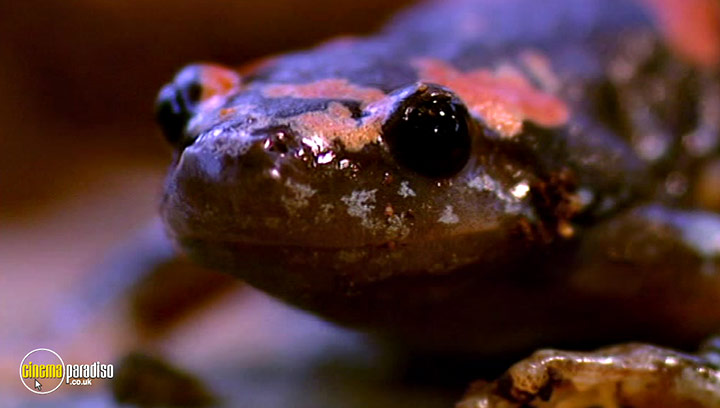 A still #11 from Animal Nation: Frogs (2007)