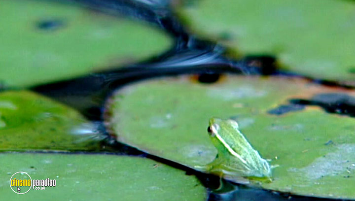 A still #10 from Animal Nation: Frogs (2007)