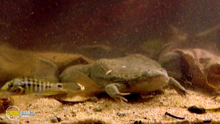 A still #9 from Animal Nation: Frogs (2007)
