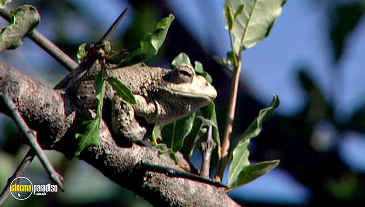 A still #8 from Animal Nation: Frogs (2007)