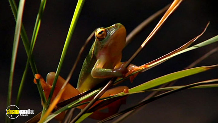 A still #7 from Animal Nation: Frogs (2007)