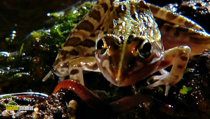 A still #5 from Animal Nation: Frogs (2007)