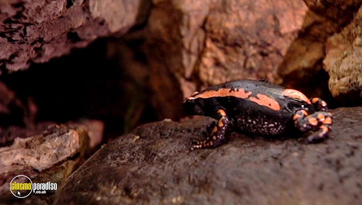 A still #4 from Animal Nation: Frogs (2007)