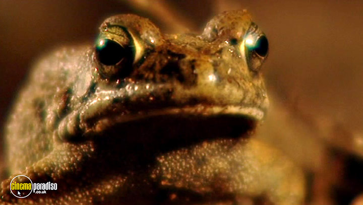 A still #2 from Animal Nation: Frogs (2007)