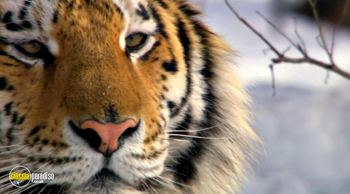 A still #16 from Animal Planet: Big Cats: White Lions: King of Kings (2005)