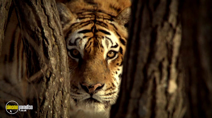 A still #1 from Animal Planet: Big Cats: White Lions: King of Kings (2005)