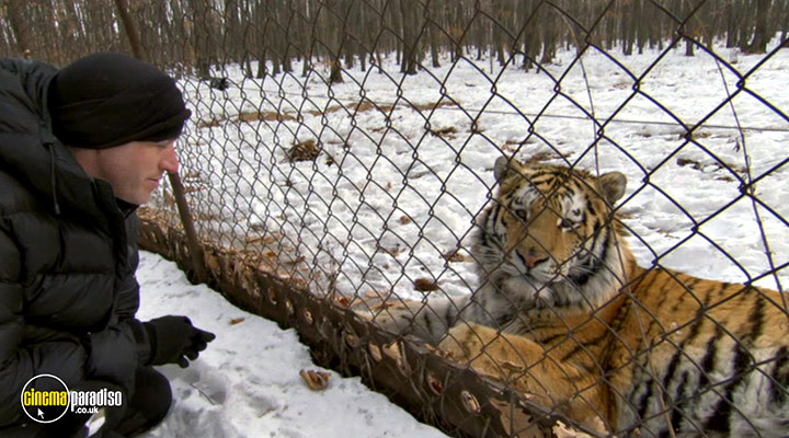 A still #3 from Animal Planet: Big Cats: White Lions: King of Kings (2005)