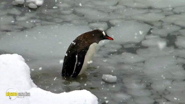 A still #23 from Antarctica Dreaming: Wildlife on Ice (2006)