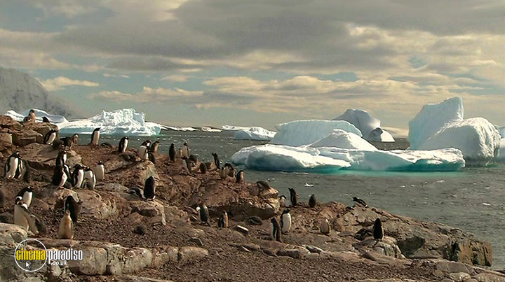 A still #22 from Antarctica Dreaming: Wildlife on Ice (2006)
