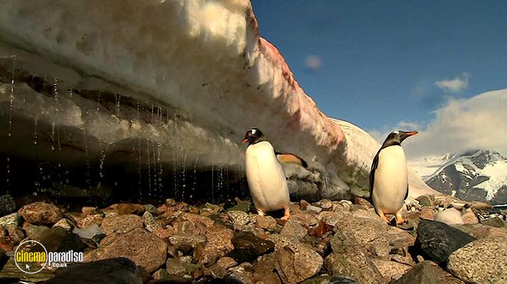 A still #21 from Antarctica Dreaming: Wildlife on Ice (2006)