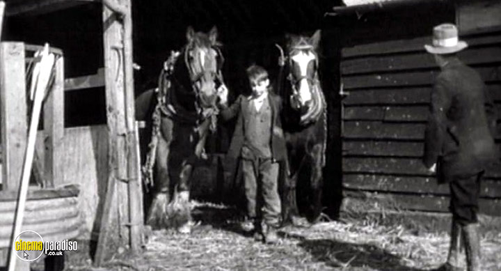 A still #22 from War Horse: The Real Story (2012)