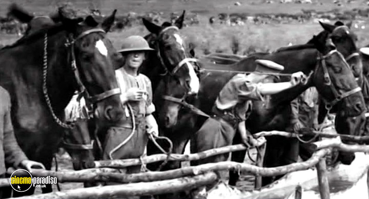 A still #14 from War Horse: The Real Story (2012)