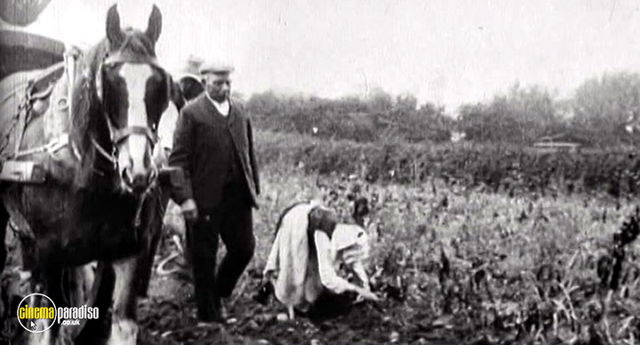 A still #3 from War Horse: The Real Story (2012)