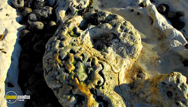 A still #7 from Fossil Detectives: Collection (2008)