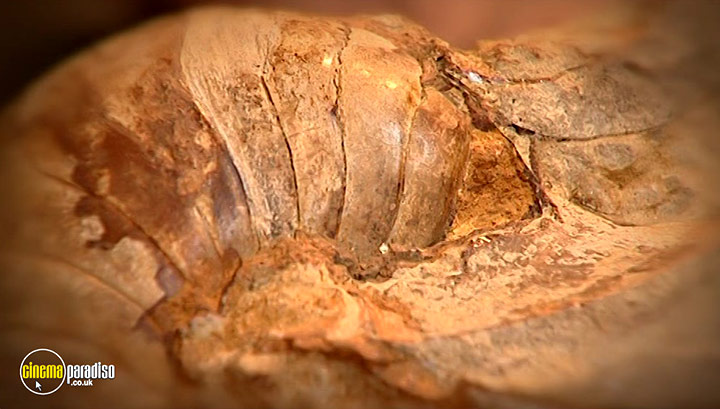 A still #6 from Fossil Detectives: Collection (2008)