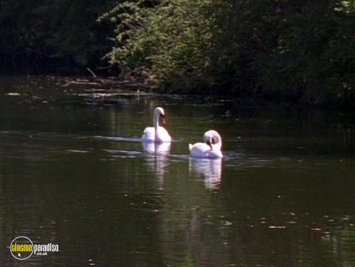 A still #16 from British Birds (2001)