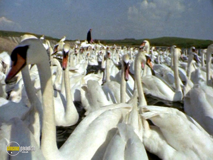 A still #15 from British Birds (2001)