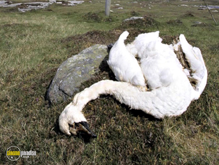 A still #14 from British Birds (2001)