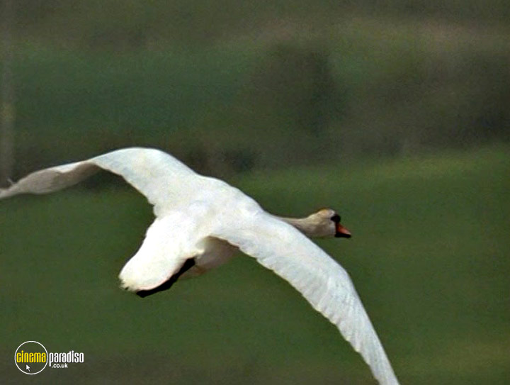 A still #13 from British Birds (2001)