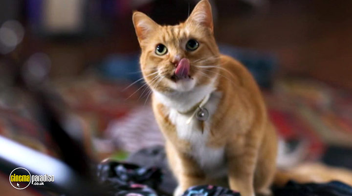 A still #31 from Cats and Dogs: Paws Unite! (2020)