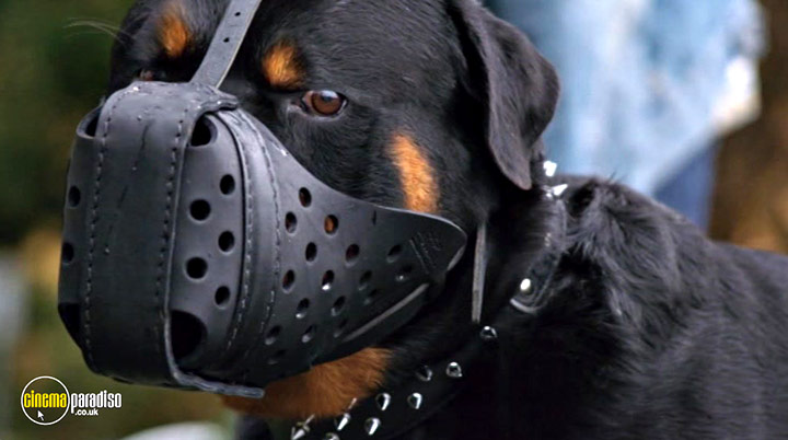 A still #24 from Cats and Dogs: Paws Unite! (2020)