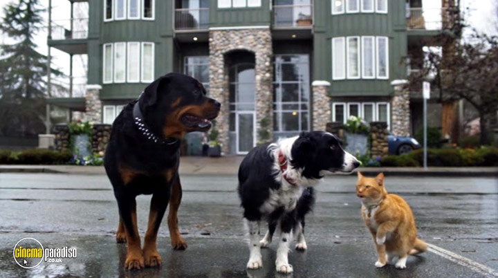 A still #20 from Cats and Dogs: Paws Unite! (2020)