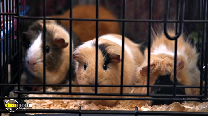 A still #17 from Cats and Dogs: Paws Unite! (2020)