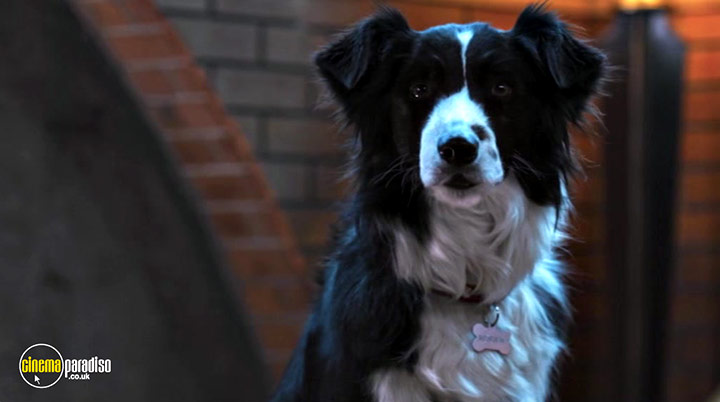 A still #16 from Cats and Dogs: Paws Unite! (2020)