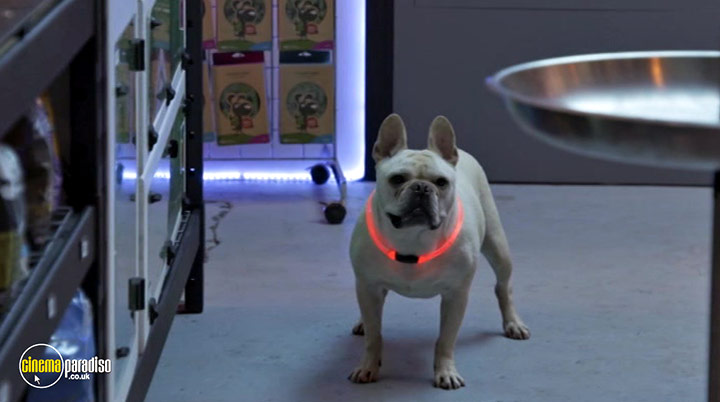 A still #14 from Cats and Dogs: Paws Unite! (2020)