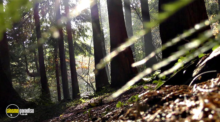 A still #18 from Crone Wood (2016)