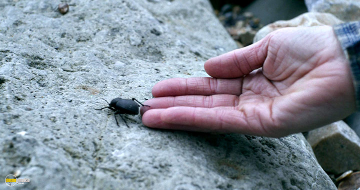 A still #4 from Ammonite (2020)