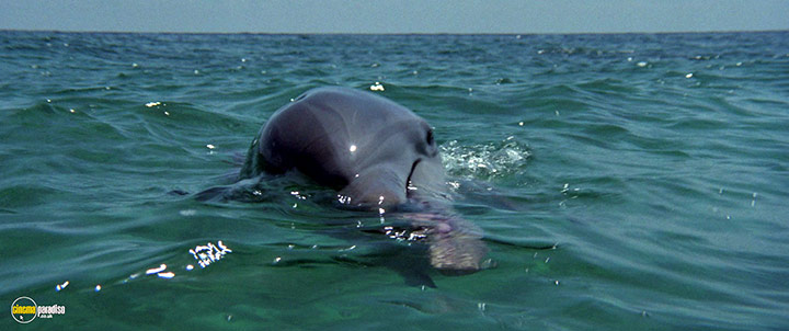 A still #20 from The Day of the Dolphin (1973)