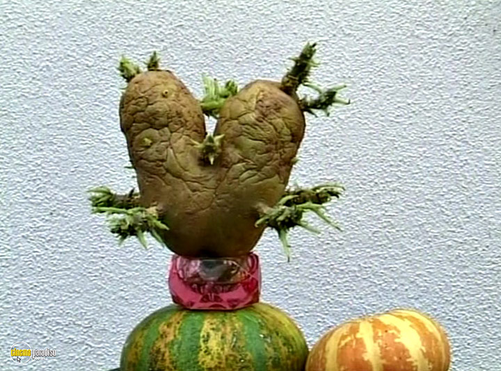 A still #3 from The Gleaners and I (2000)