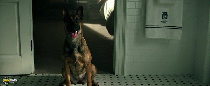 A still #28 from Dog (2022)