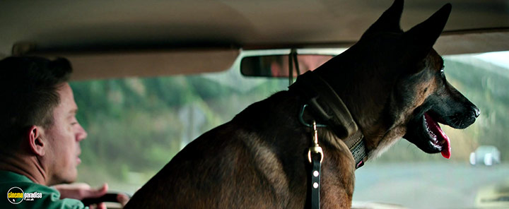 A still #19 from Dog (2022)