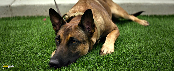 A still #16 from Dog (2022)