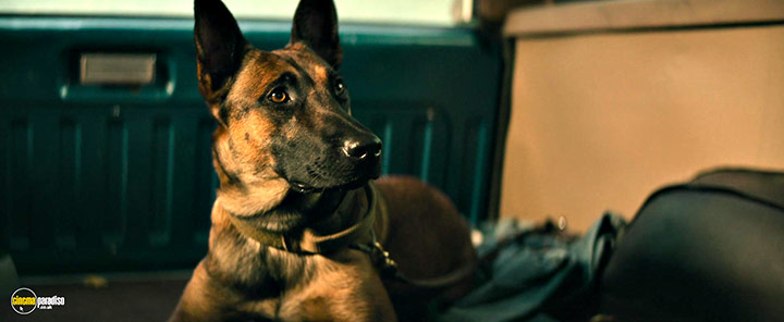 A still #2 from Dog (2022)