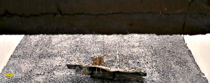 A still #26 from Over Your Cities Grass Will Grow (2010)