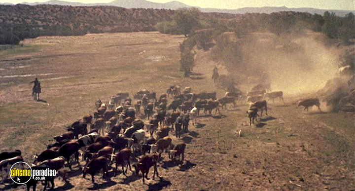 A still #14 from Cowboy (1958)
