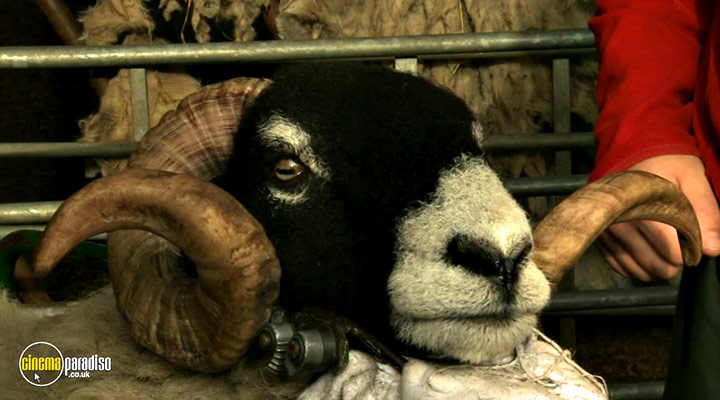 A still #32 from Addicted to Sheep (2015)