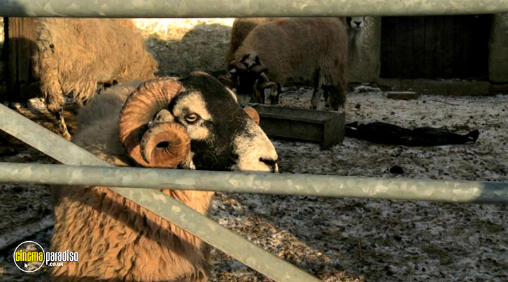 A still #9 from Addicted to Sheep (2015)