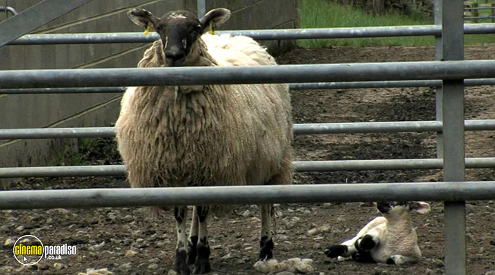 A still #6 from Addicted to Sheep (2015)