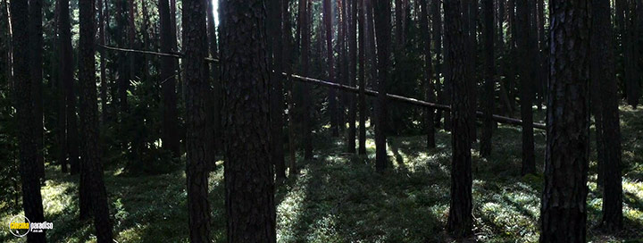 A still #17 from The Silent Forest (2022)