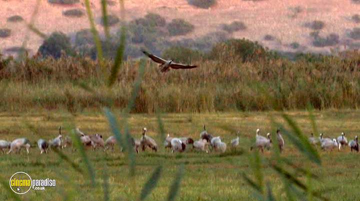 A still #32 from Fadia's Tree (2022)