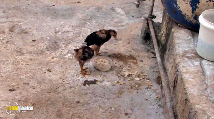 A still #21 from Fadia's Tree (2022)