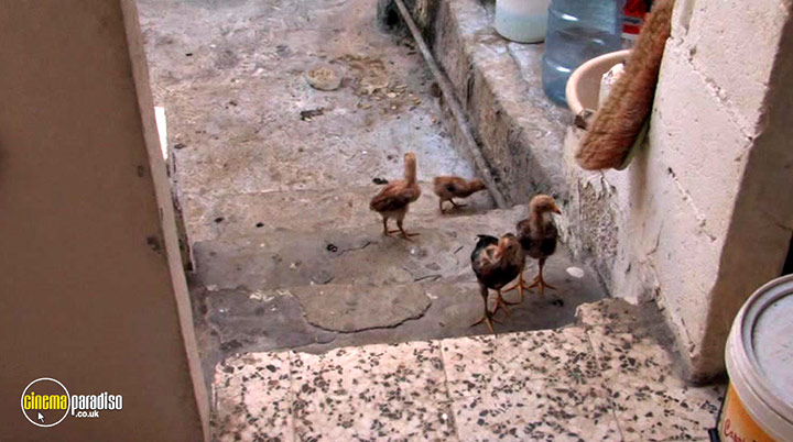 A still #17 from Fadia's Tree (2022)