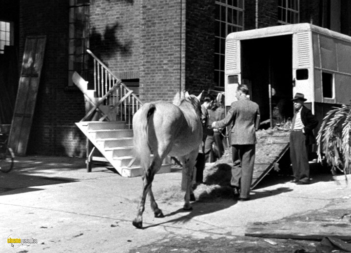 A still #76 from The Galloping Major (1951)