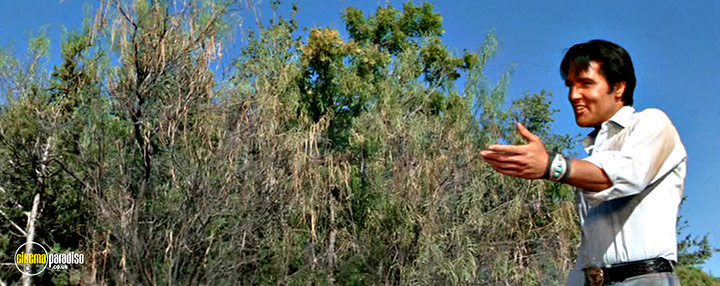 A still #43 from Stay Away, Joe (1968)