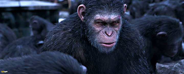 A still #71 from War for the Planet of the Apes (2017)